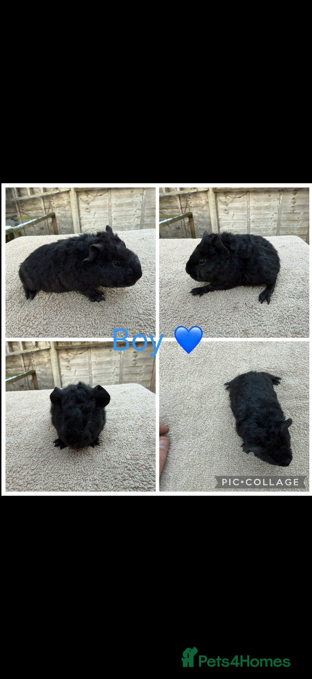 Guinea Pig rodents for sale: Male & Female Guinea pigs 👀 for new laps 🥰 - Advert 5