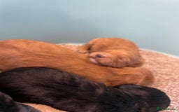 Cockapoo dogs for sale: Outstanding F1 cockapoo - Advert 22