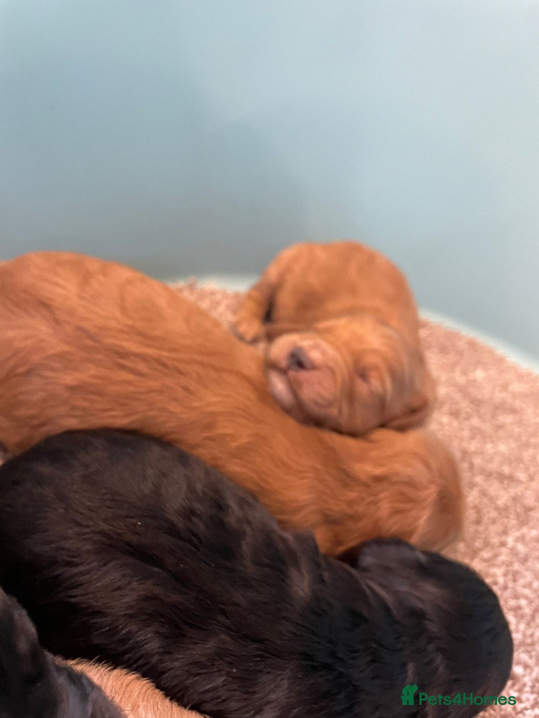 Cockapoo dogs for sale: Outstanding F1 cockapoo - Advert 22