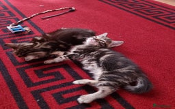 Mixed Breed cats for sale: kittens - Image 5