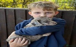 Cockapoo dogs for sale: F1 Cockapoo Puppies - Image 9