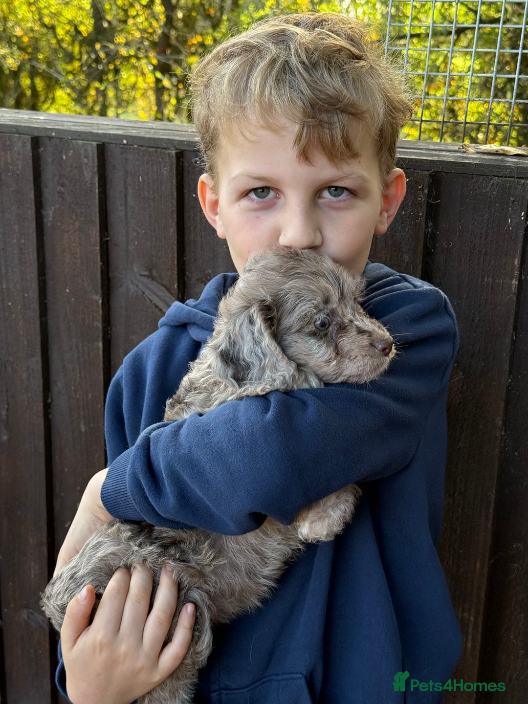 Cockapoo dogs for sale: F1 Cockapoo Puppies - Image 9