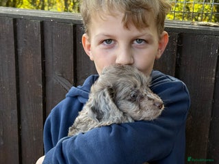 Cockapoo dogs - Advert 20