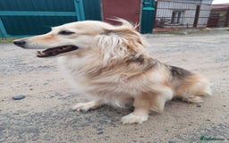 Mixed Breed dogs for adoption: 💖🐶 DOCHA 🐶💖 - Image 8