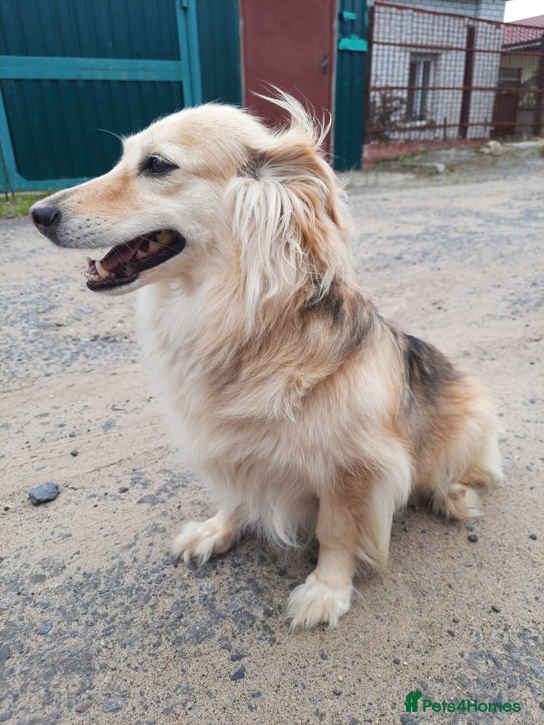Mixed Breed dogs for adoption: 💖🐶 DOCHA 🐶💖 - Image 8