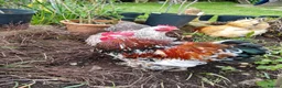 Chickens poultry for sale: Pekin Bantam Hatching Eggs For Sale Mixed Colours - Advert 7