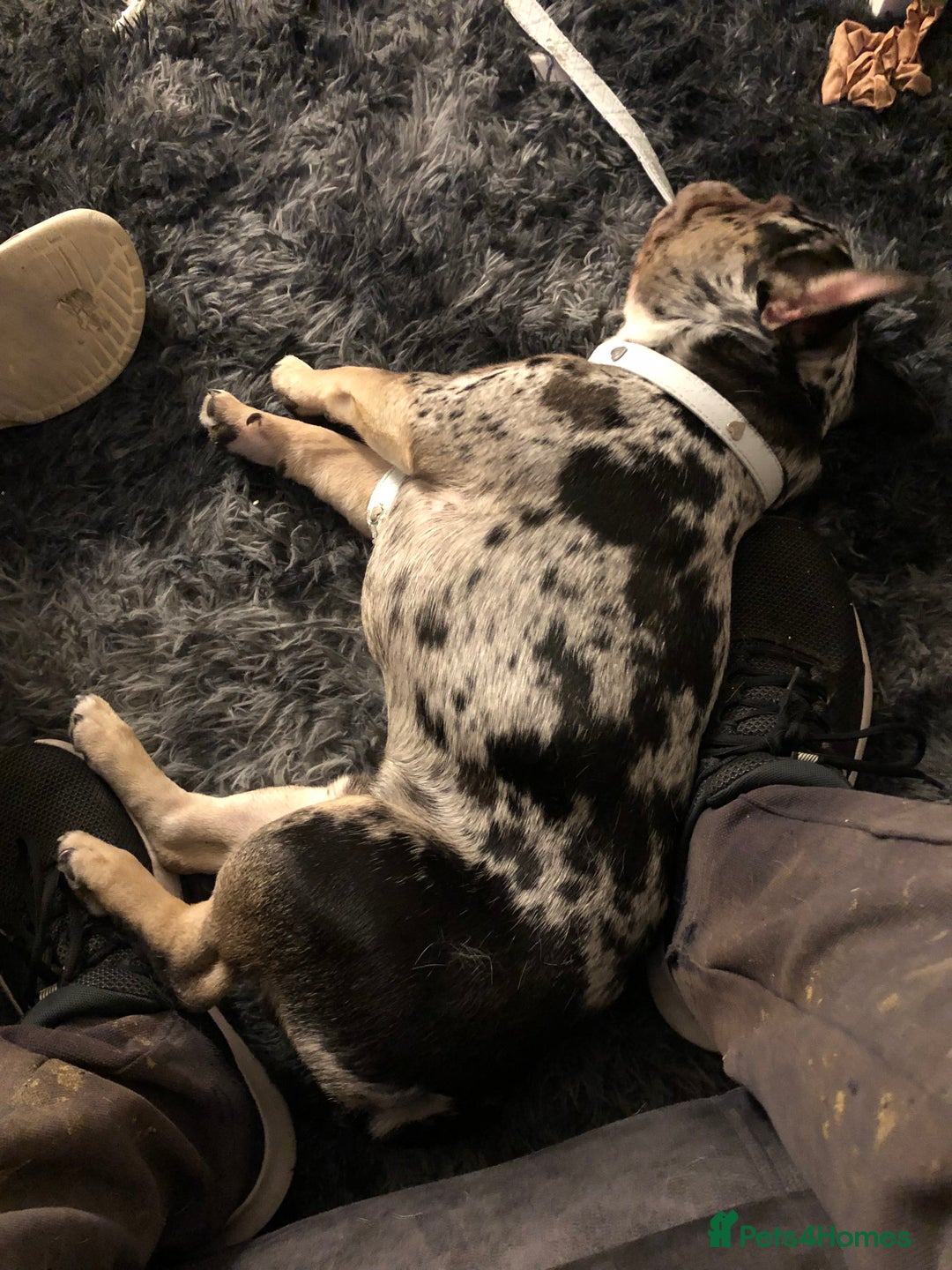 French Bulldog dogs for sale: Male french bulldog less then a year old - Image 3