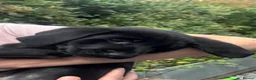 Labrador Retriever dogs for sale: *One black boy remaining* Labrador Puppies  - Advert 3