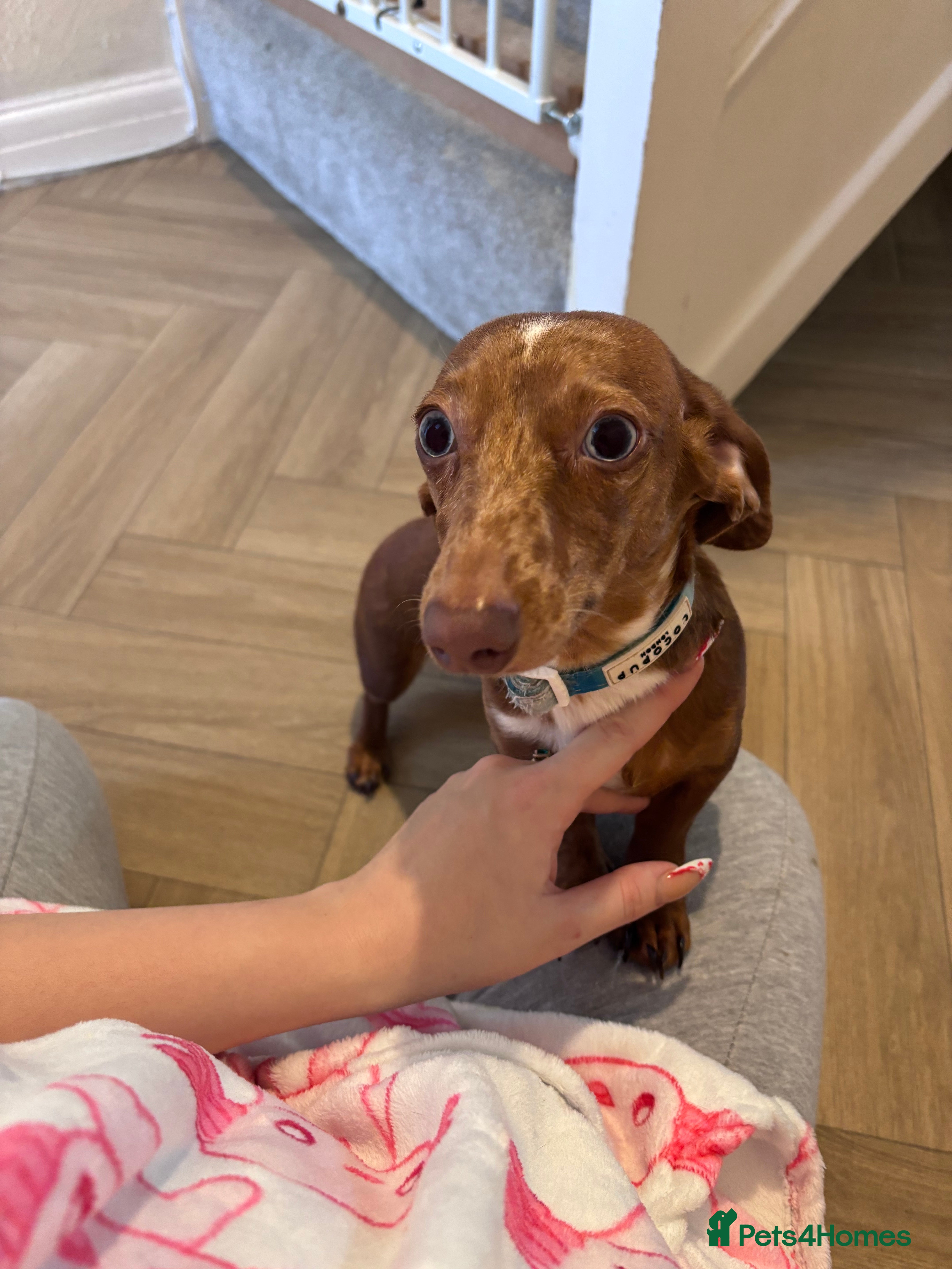 Miniature Dachshund dogs 11 month Miniature Dachshund needs home :( - Advert 1