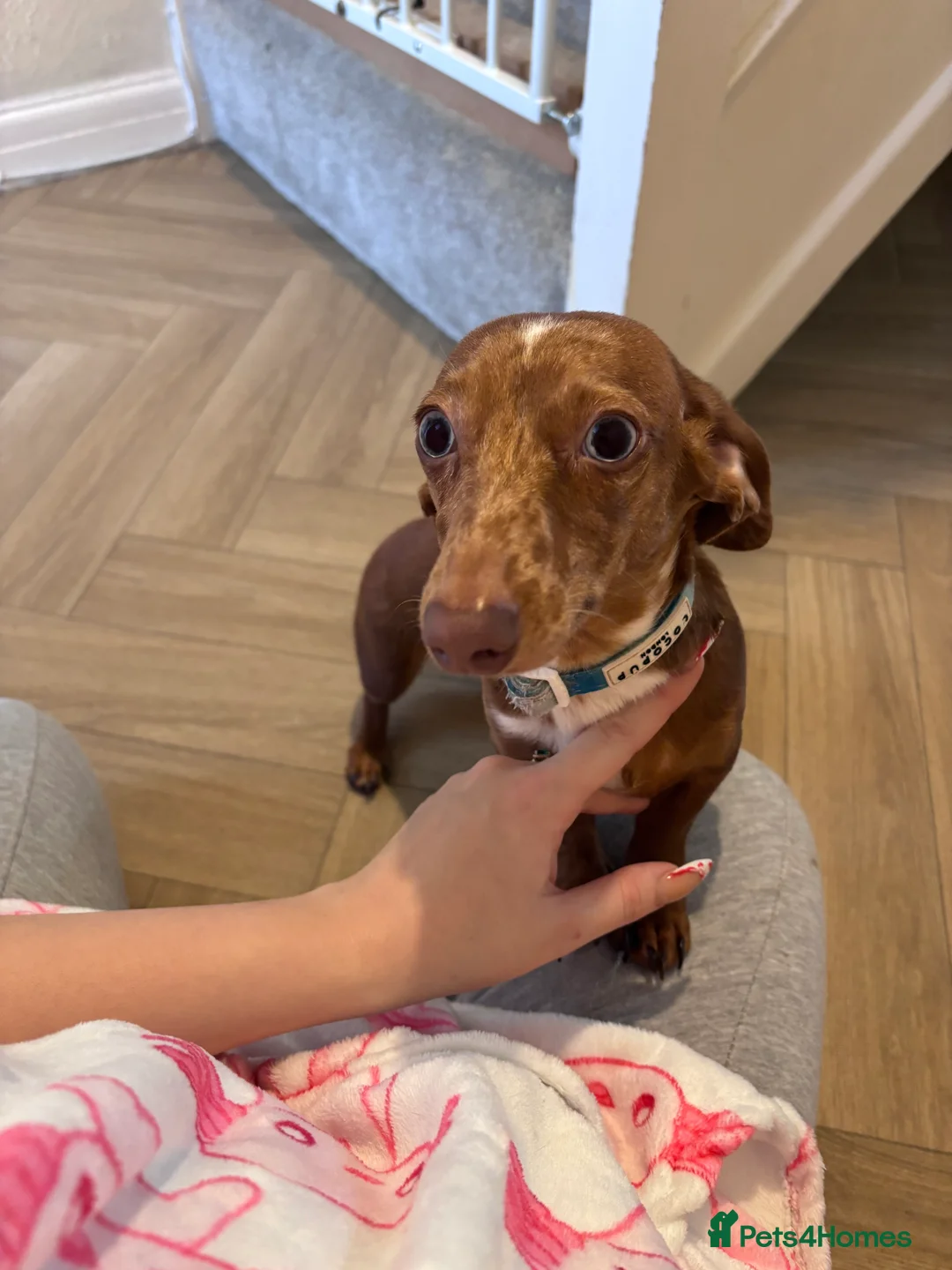 Miniature Dachshund dogs for sale: 11 month Miniature Dachshund needs home :( - Advert 1