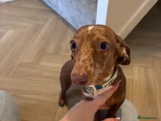 Miniature Dachshund dogs 11 month Miniature Dachshund needs home :( - Advert 1