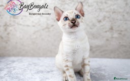 Bengal cats for sale: Champion line Superb Bengal Kittens  - Image 4