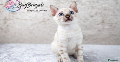 Bengal cats - Advert 3