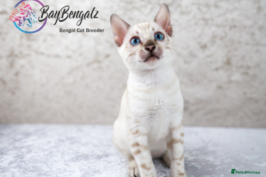 Bengal cats for sale: Champion line Superb Bengal Kittens  - Image 4