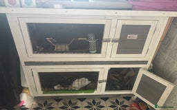 Rex rabbits for sale: Beautiful grey Rex Male rabbit with hutch - Image 10