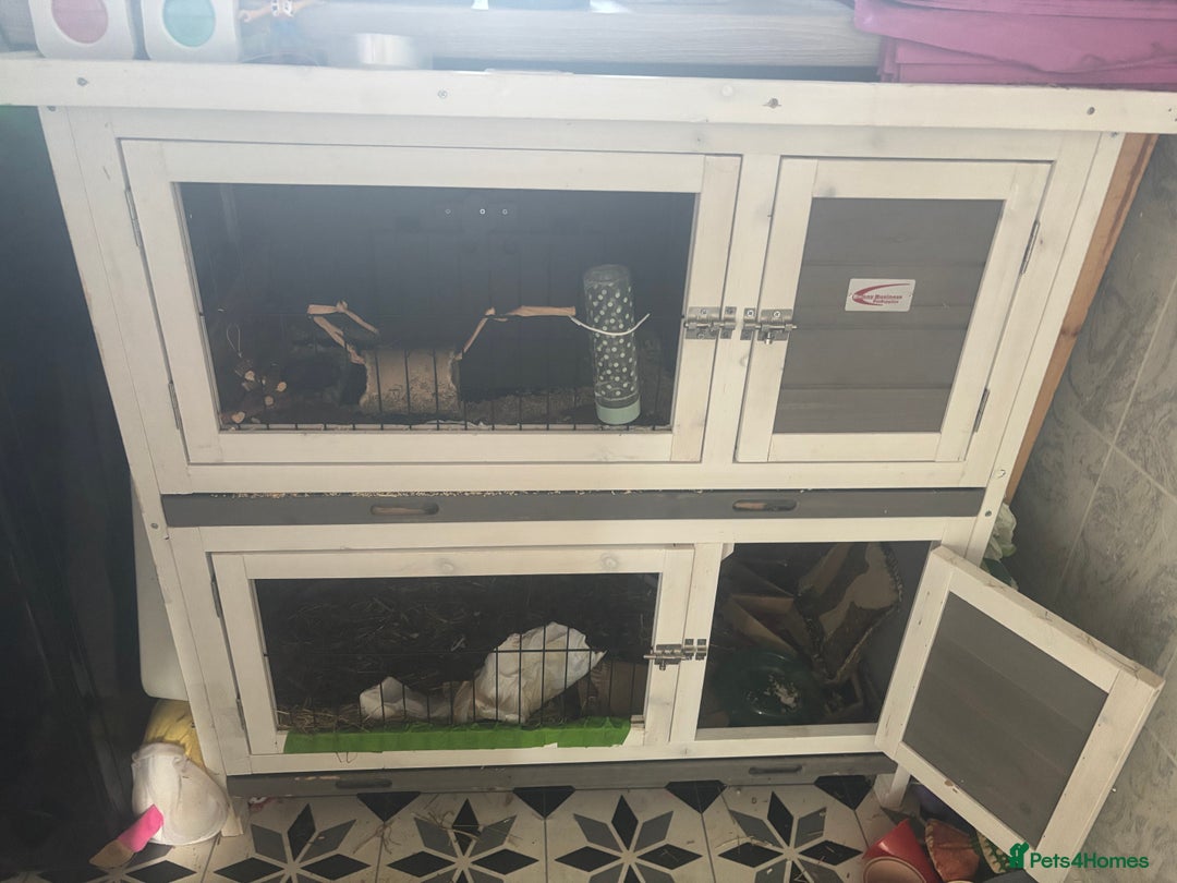 Rex rabbits for sale: Beautiful grey Rex Male rabbit with hutch - Image 10