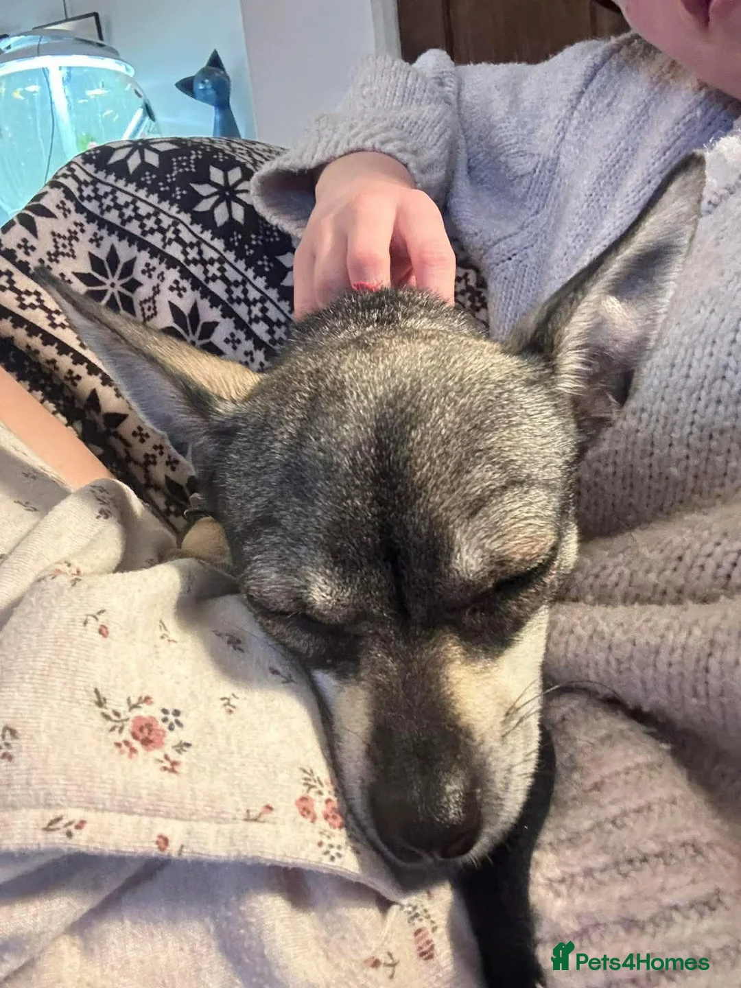 Chihuahua dogs for adoption: Bella - Hingham Norfolk  in Norwich - Advert 1