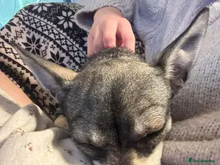 Chihuahua dogs Bella - Hingham Norfolk - Advert 2