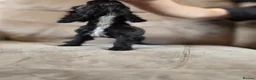 Cocker Spaniel dogs for sale: Beautiful cocker spaniel puppies, ready to leave. - Advert 5