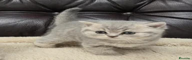 British Shorthair Kitten blue spotted tabby girl