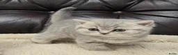 British Shorthair cats for sale: GCCF registered Imperial Grand Champion dad 🏆😍  - Advert 5