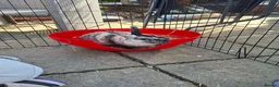 Harlequin rabbits for sale: Male Harlequin 2 years in Scunthorpe - Advert 3