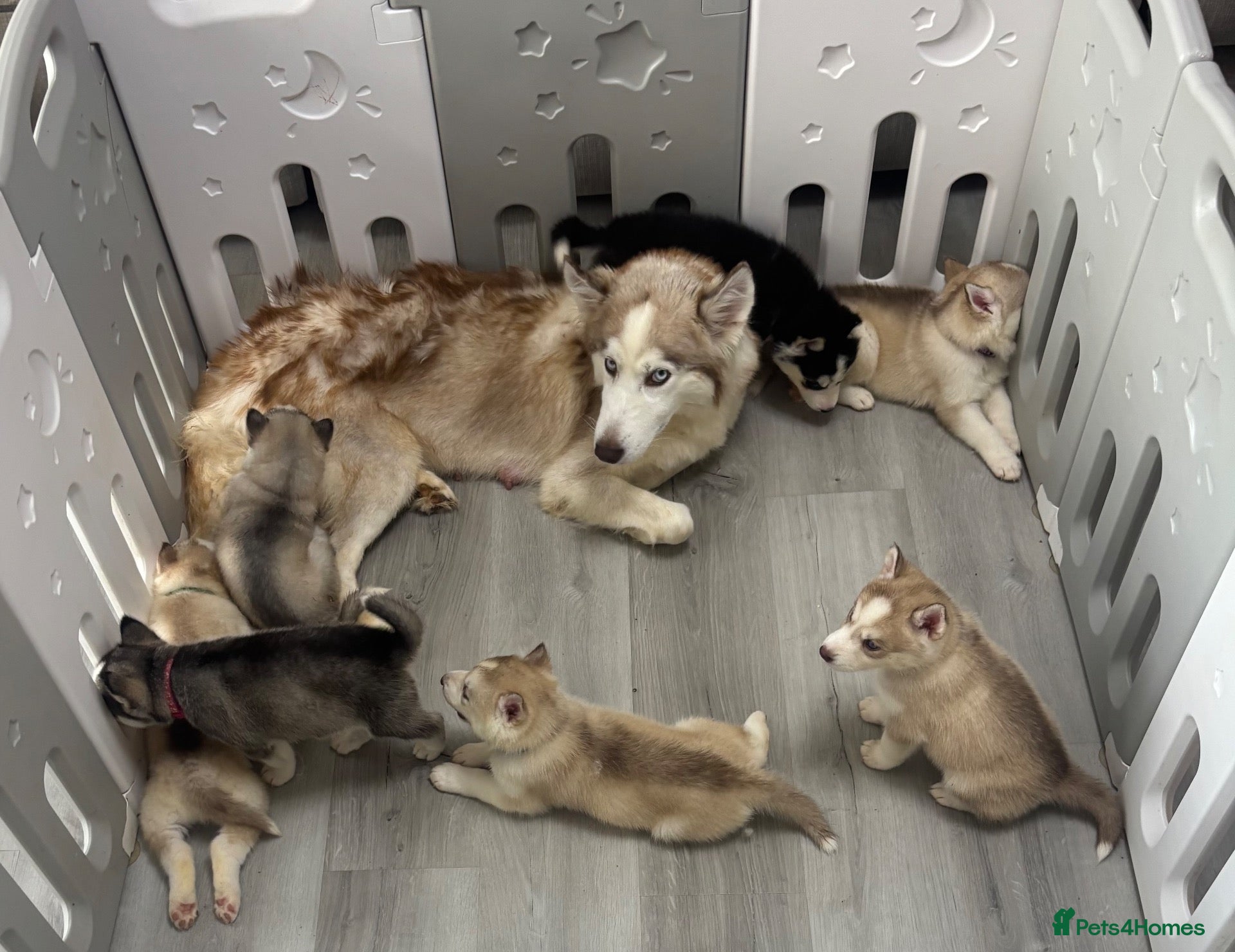 Siberian Husky dogs 7 stunning Siberian huskies  - Advert 20