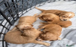 Cocker Spaniel dogs for sale: Cocker spaniel puppies - Image 3