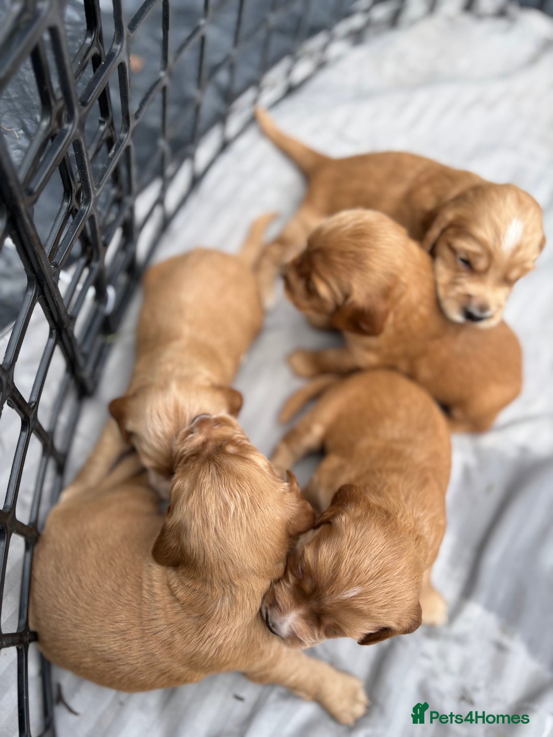 Cocker Spaniel dogs for sale: Cocker spaniel puppies - Image 3