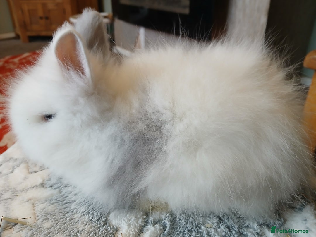 Lionhead rabbits for sale: Stunning DM Lionhead baby rabbits  - Image 13