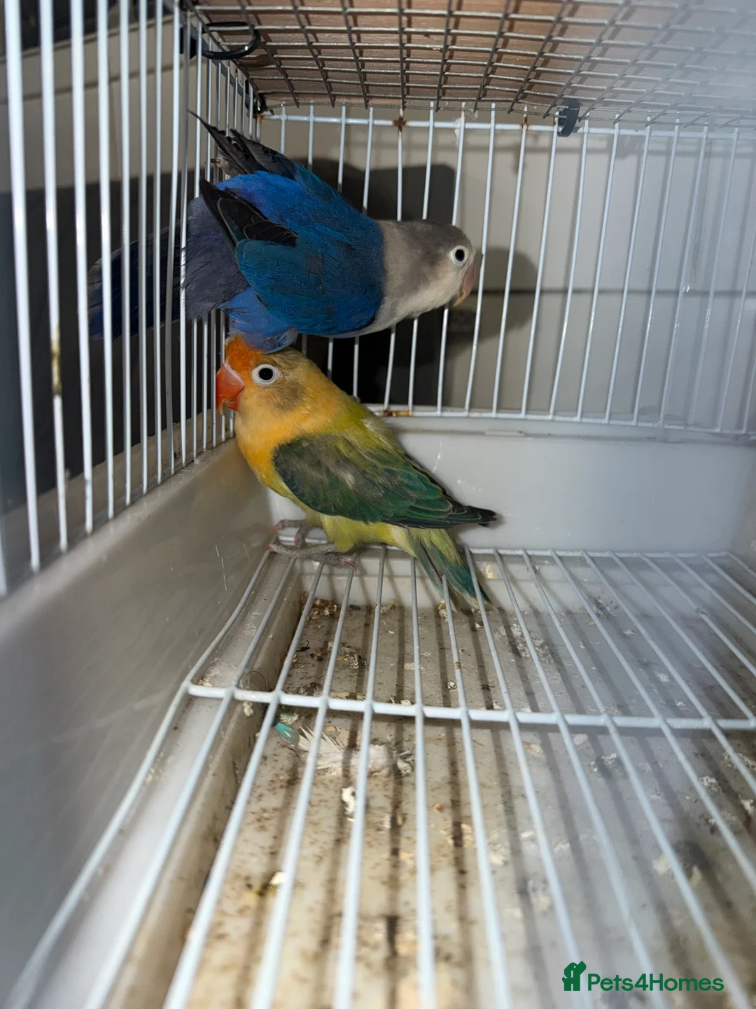 Lovebirds birds for sale: Young pair of lovebird - Advert 15