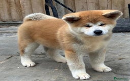 Japanese Akita Inu dogs for sale: Stunning Japanese Akita Inu - Image 7