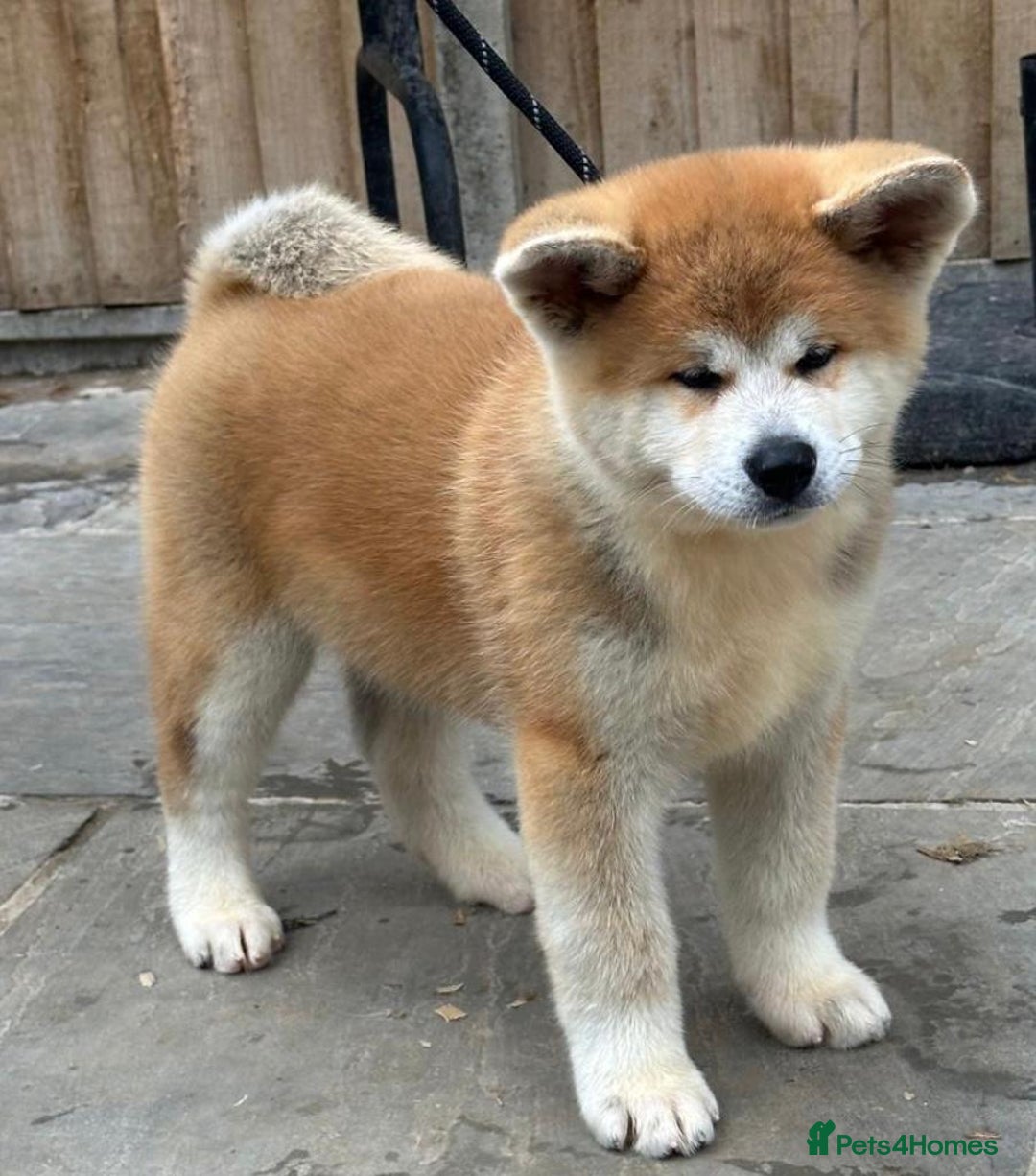 Japanese Akita Inu dogs for sale: Stunning Japanese Akita Inu - Image 7