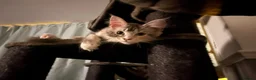 Maine Coon cats for sale: 🐾 Beautiful Maine Coon Girl – Rosie 🐾 - Advert 9