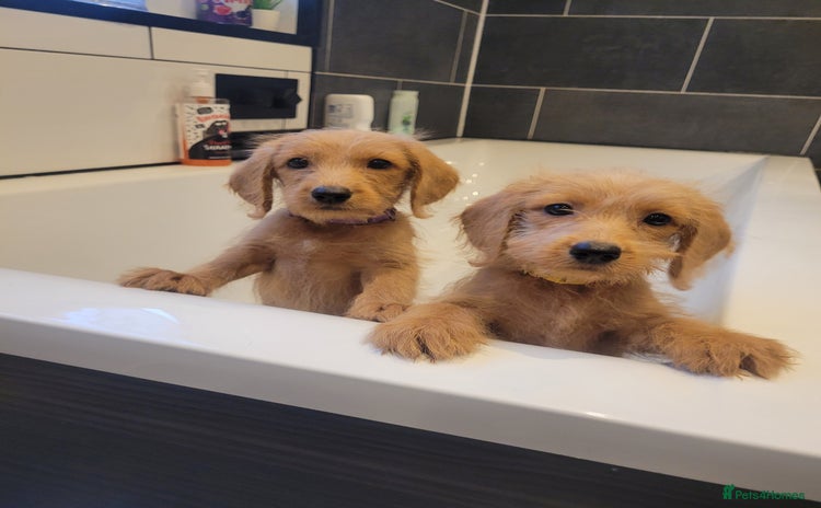Labradoodle dogs - Advert 5