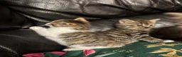 Mixed Breed cats for sale: 3 STUNNING GIRLS - Advert 8