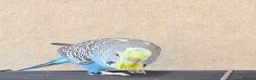 Budgerigars birds for sale: Beautiful young budgies available  - Advert 10