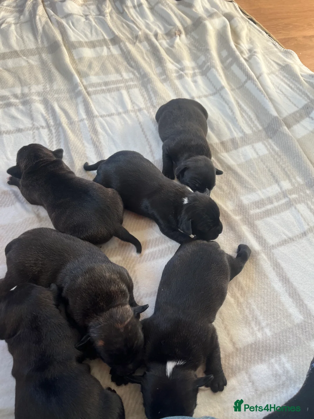 Staffordshire Bull Terrier dogs for sale: Champion bloodline 🏆 kc registered staffy pups  - Advert 7