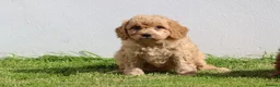 Cockapoo dogs for sale: Beautiful Cockapoo puppies for sale  in Llanelli - Advert 16
