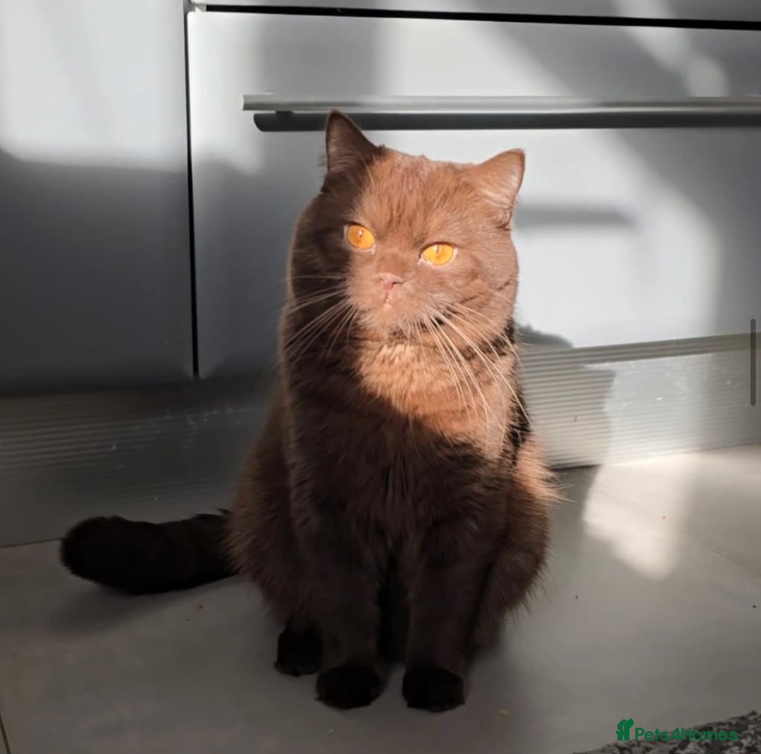 British Shorthair cats for sale: 7 British Shorthair Kittens TICA®️ – Import Lines - Image 36