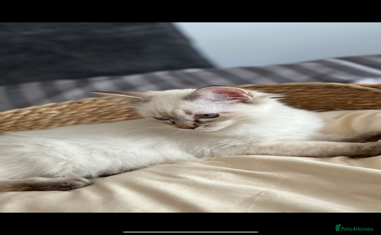 Ragdoll cats - Advert 5