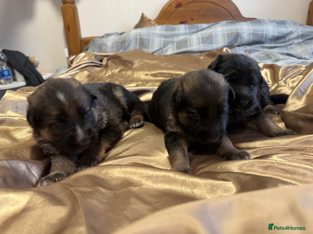 German Shepherd dogs for sale: German shepherd puppies  - Advert 6