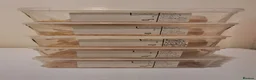 Corn Snake reptiles for sale: Baby corn snakes  in Romford - Advert 3