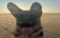 German Shepherd dogs for sale: Re-homing my beautiful boy Diesel - Image 2