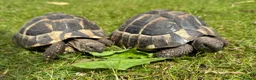 Tortoise reptiles for sale: Two hermans - Advert 3