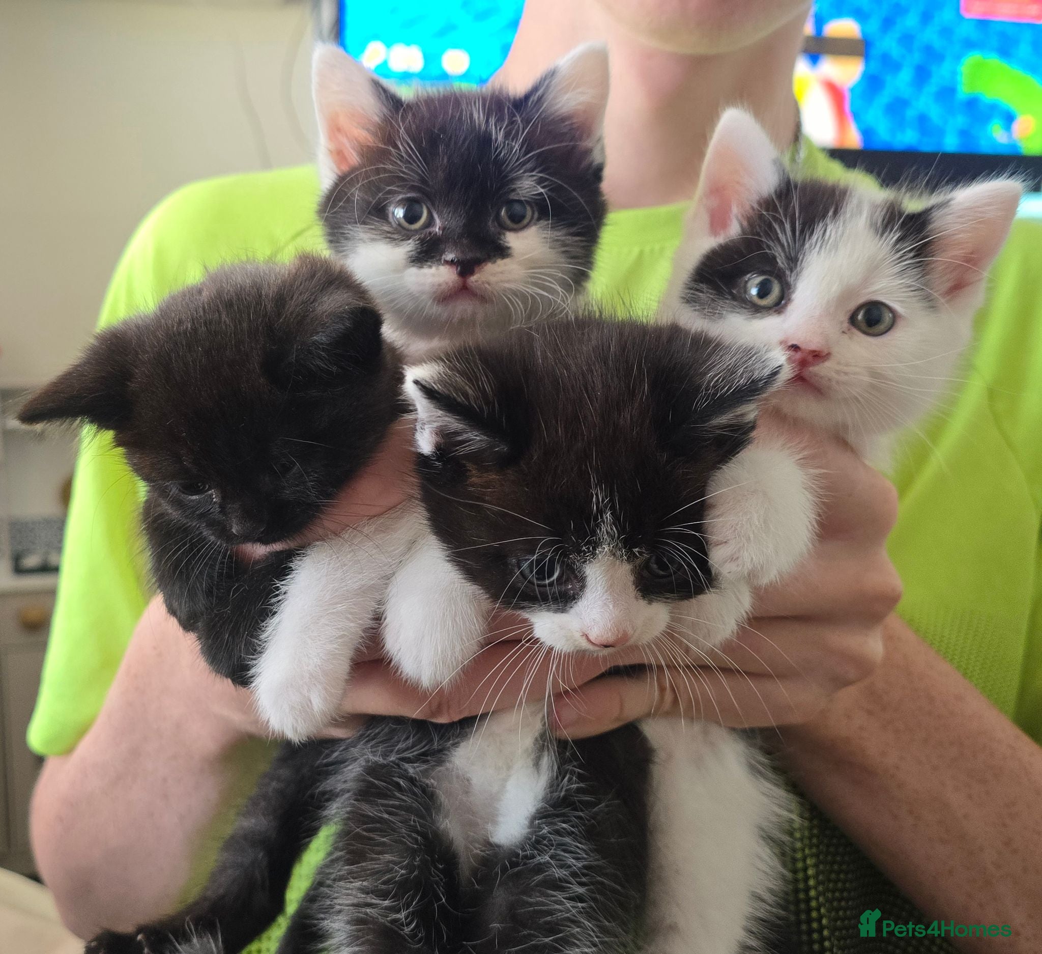 Mixed Breed cats Very soft, fluffy, sociable kittens - Advert 12