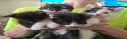 Mixed Breed cats for sale: Very soft, fluffy, sociable kittens - Advert 1