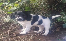 English Springer Spaniel dogs for sale: KC Registered English Springer Spaniels  - Image 6