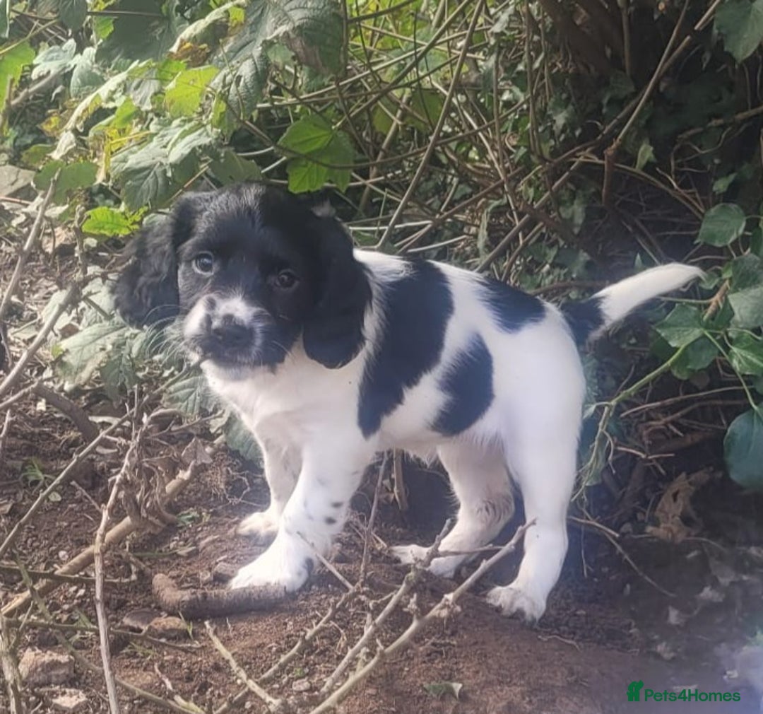 English Springer Spaniel dogs for sale: KC Registered English Springer Spaniels  - Image 6