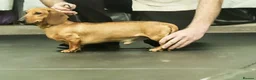 Miniature Dachshund dogs for sale: Tan miniature smooth hair dachshund pups for sale - Advert 3